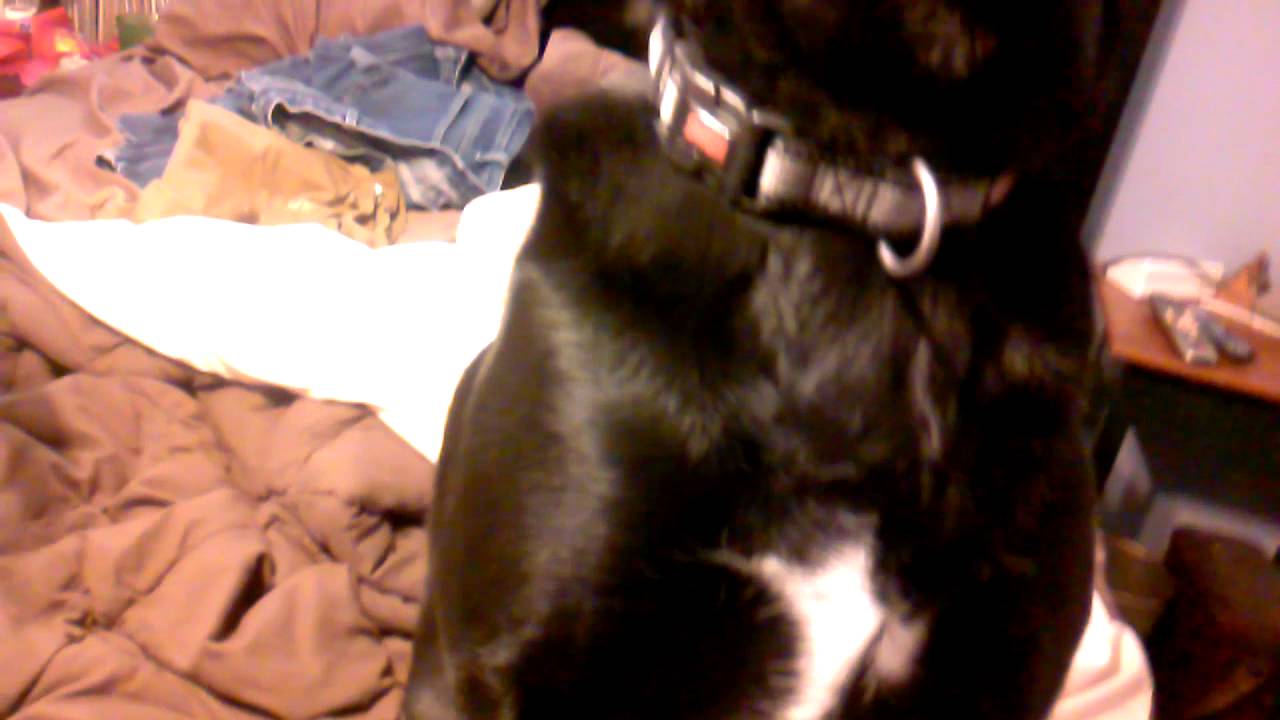 Dog tries to eat glasses