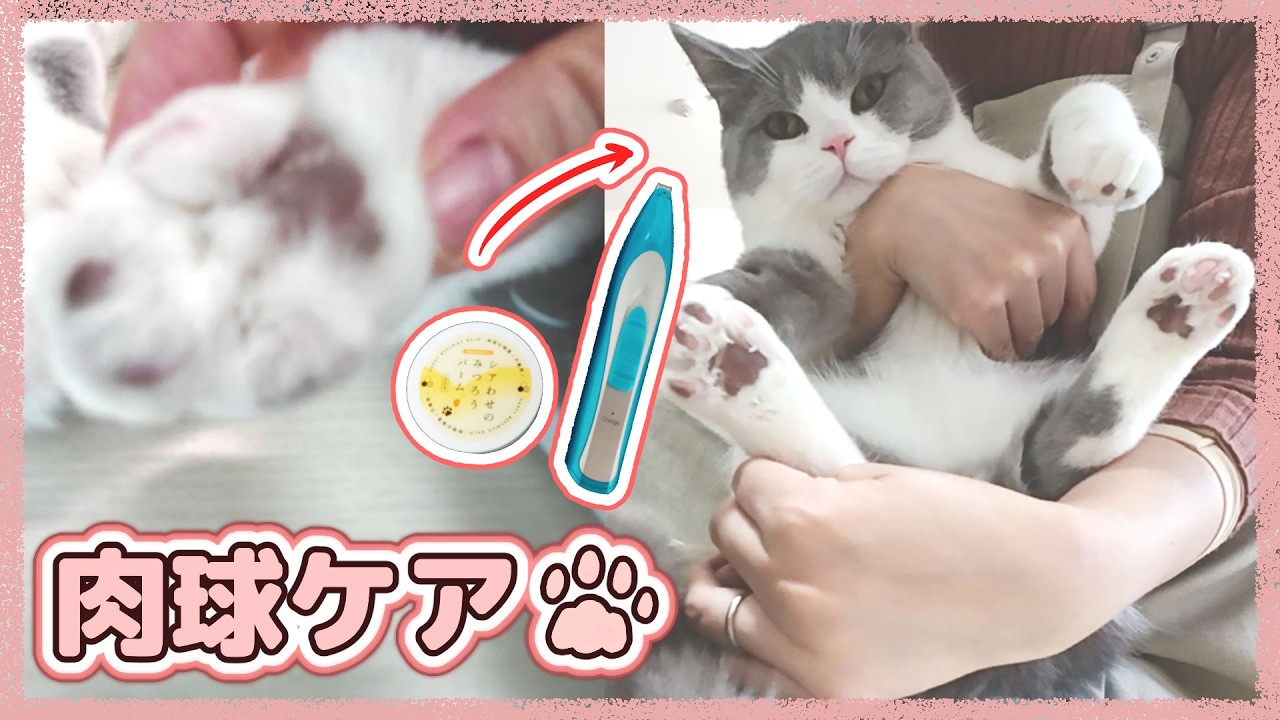 猫の肉球を肉球クリームとペット用バリカンでケアしました