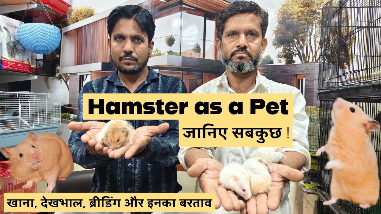 Hamster as a pet in India | Care of a Syrian hamster for beginners | Al Noor Pet Shop