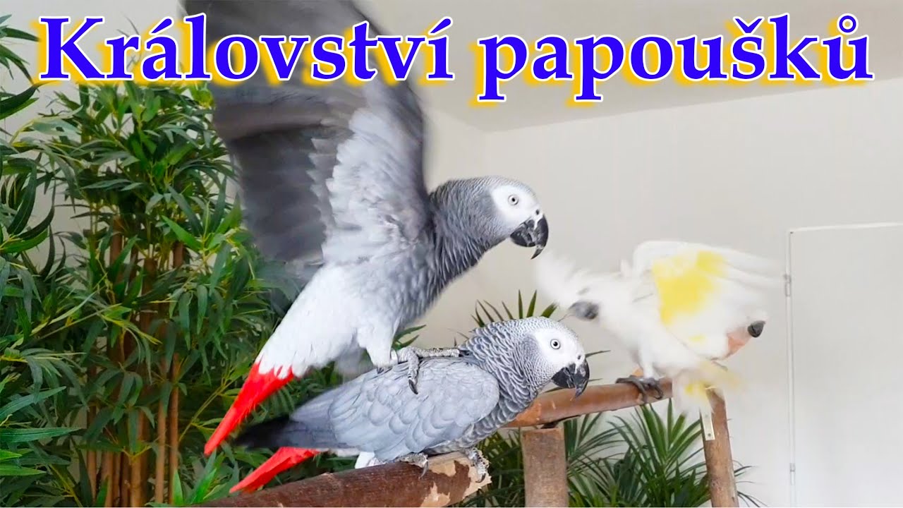 512 - Žako Charlie už m&aacute; sv&eacute; z&aacute;jmy. A to mu za 2 t&yacute;dny budou teprve dva roky.  Předčasně n&aacute;m vyspěl.