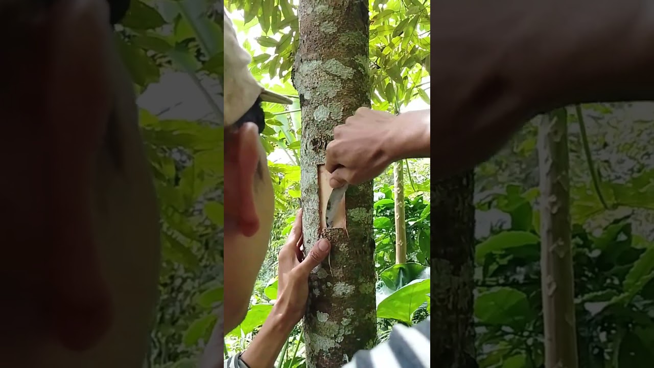 cara sambung durian pasti jadi tumbuh # Belajar Bertani Pedesaan # Durian musangking