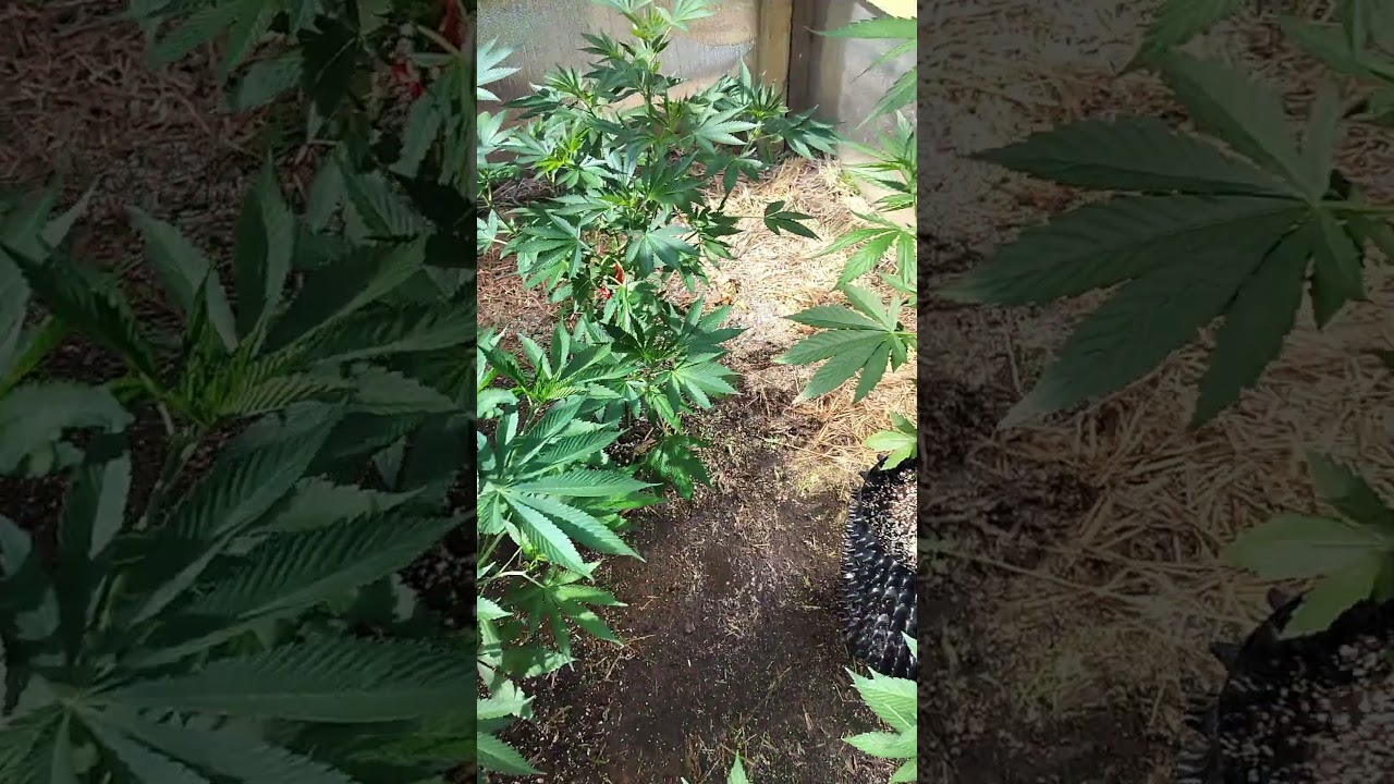 2025 greenhouse grow #organic #livingsoil #f1