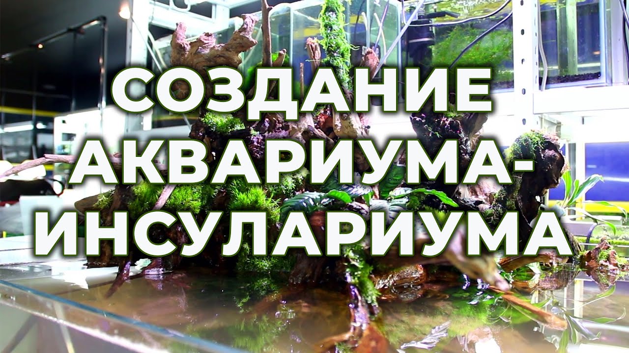 Запуск Инсулариума