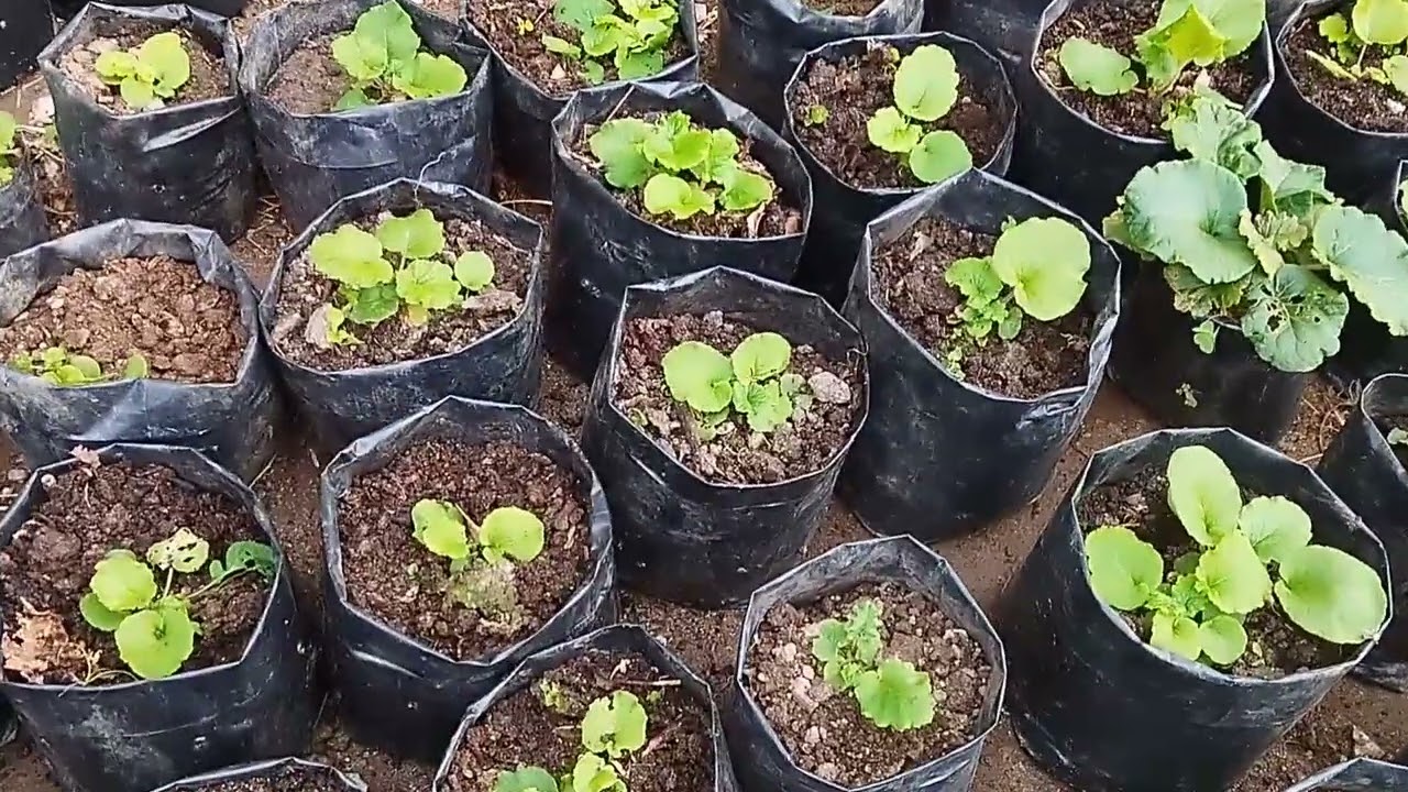 Primula/Premrose/Powder phool यि सबै फुलको गोढ मेल गर्दै।