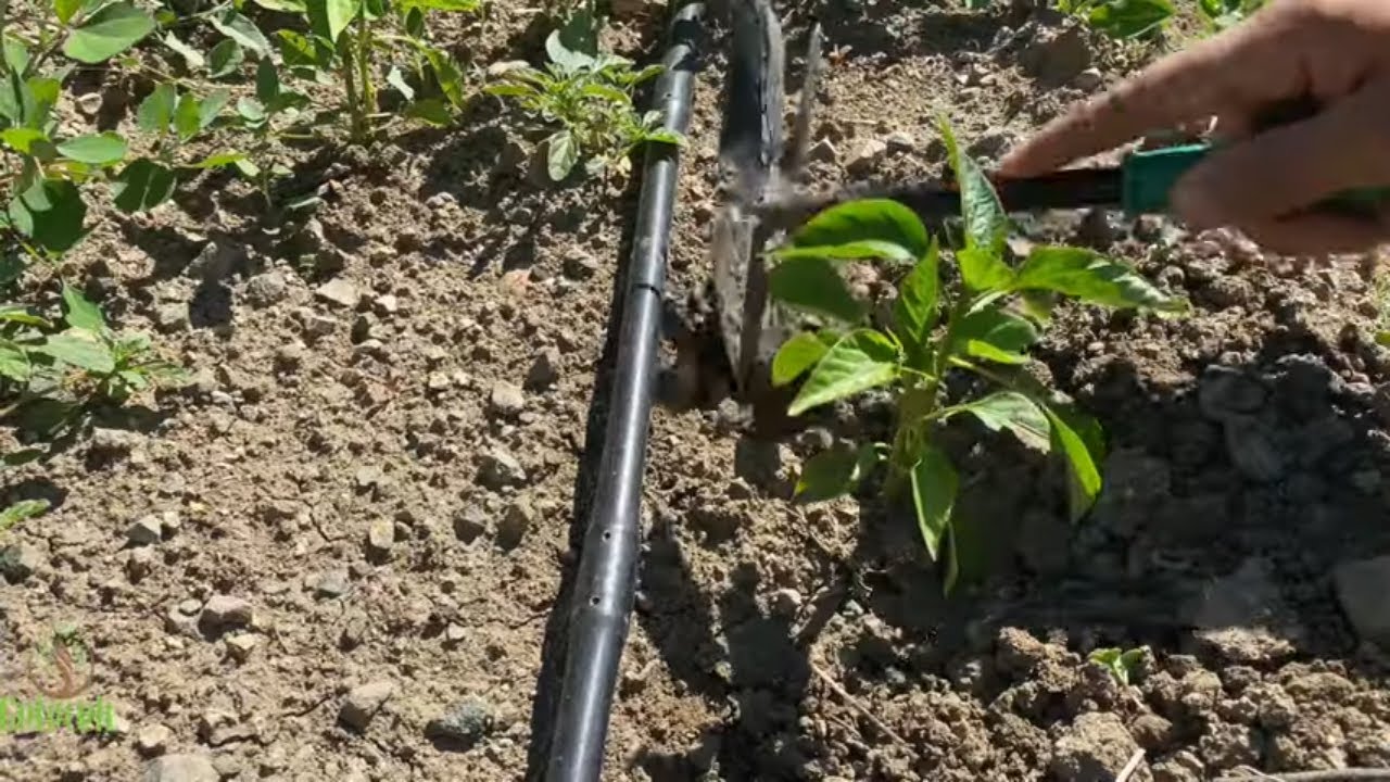 biberde en önemli bakımlardan ilk çapa nasıl yapılır