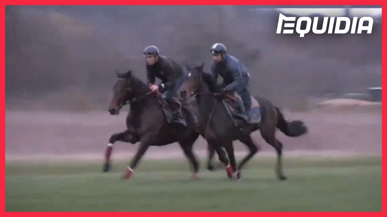 LES CHEVAUX À SUIVRE CHEZ DAVID COTTIN | Objectif Auteuil, Tour de Cour