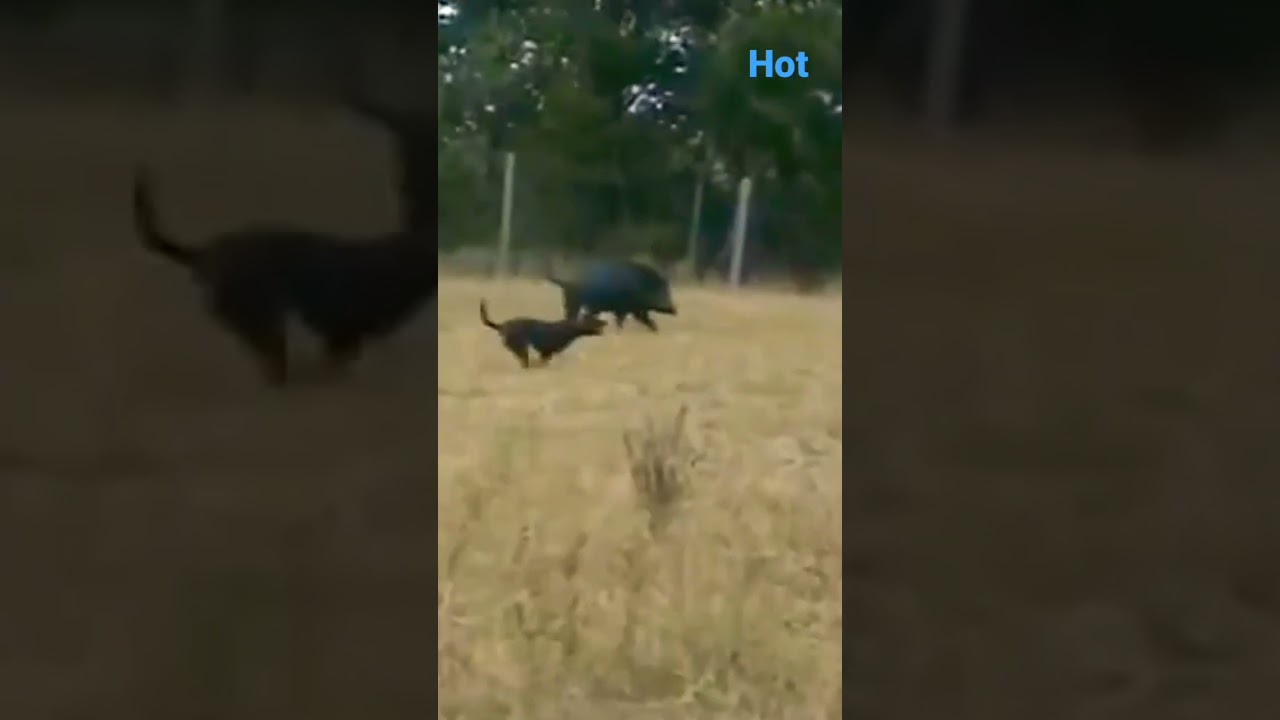 2 dog hunting barking at pig