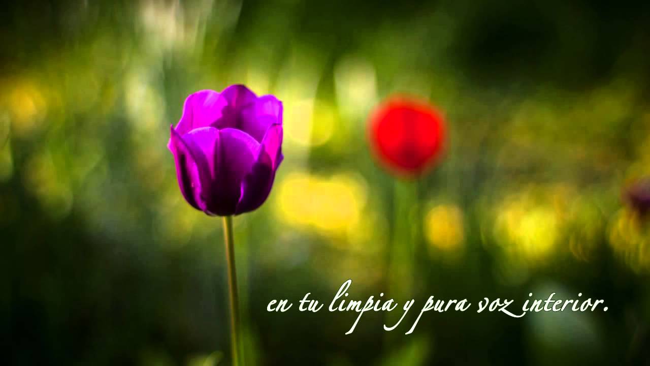 Escucha tu voz interior ~ Lao Tsé