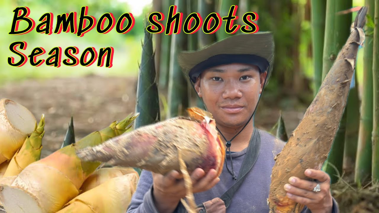 Bamboo shoots // ushoi/ Antui // season  Matou karamna chanei ?