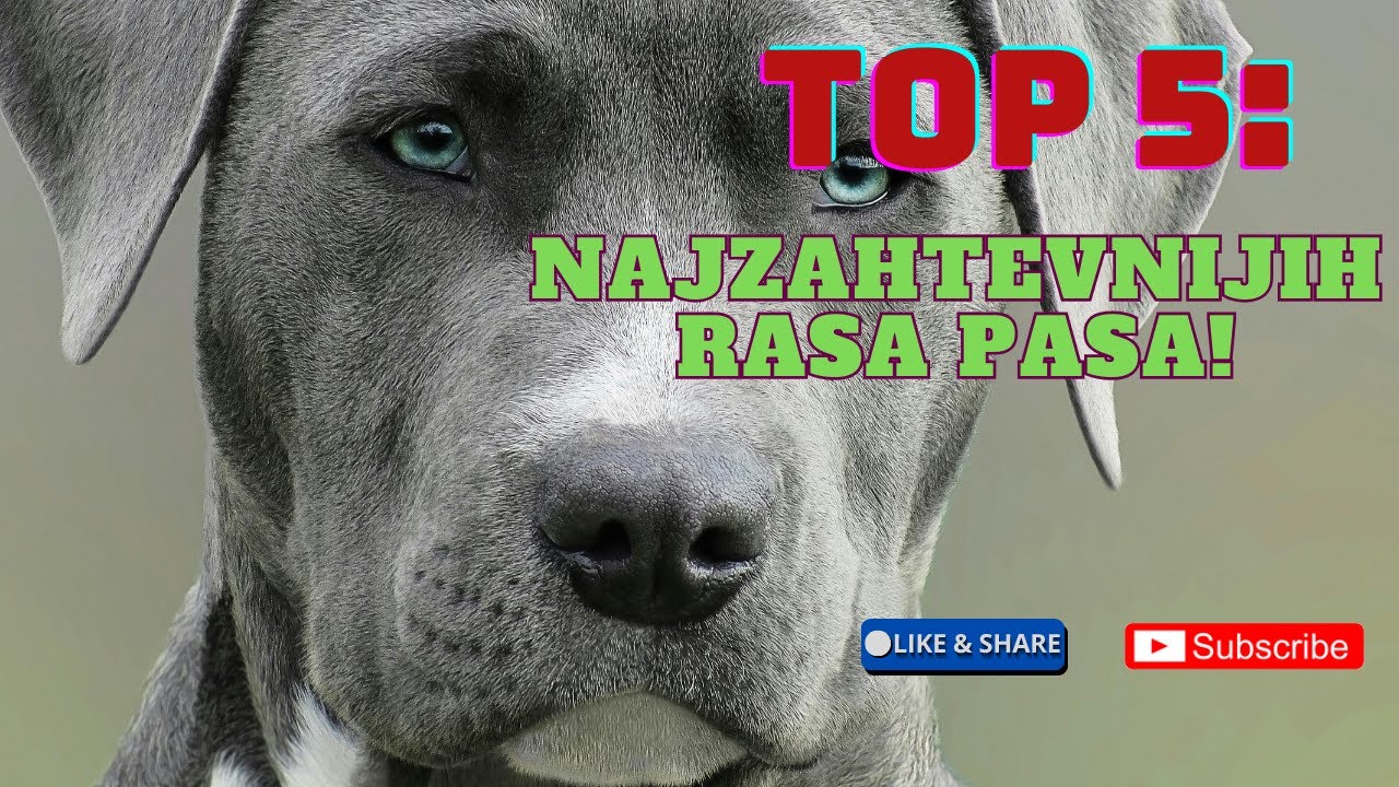 Top 5: Najzahtevnijih rasa pasa! Koje pse je najteže imati i za&scaron;to?🐕