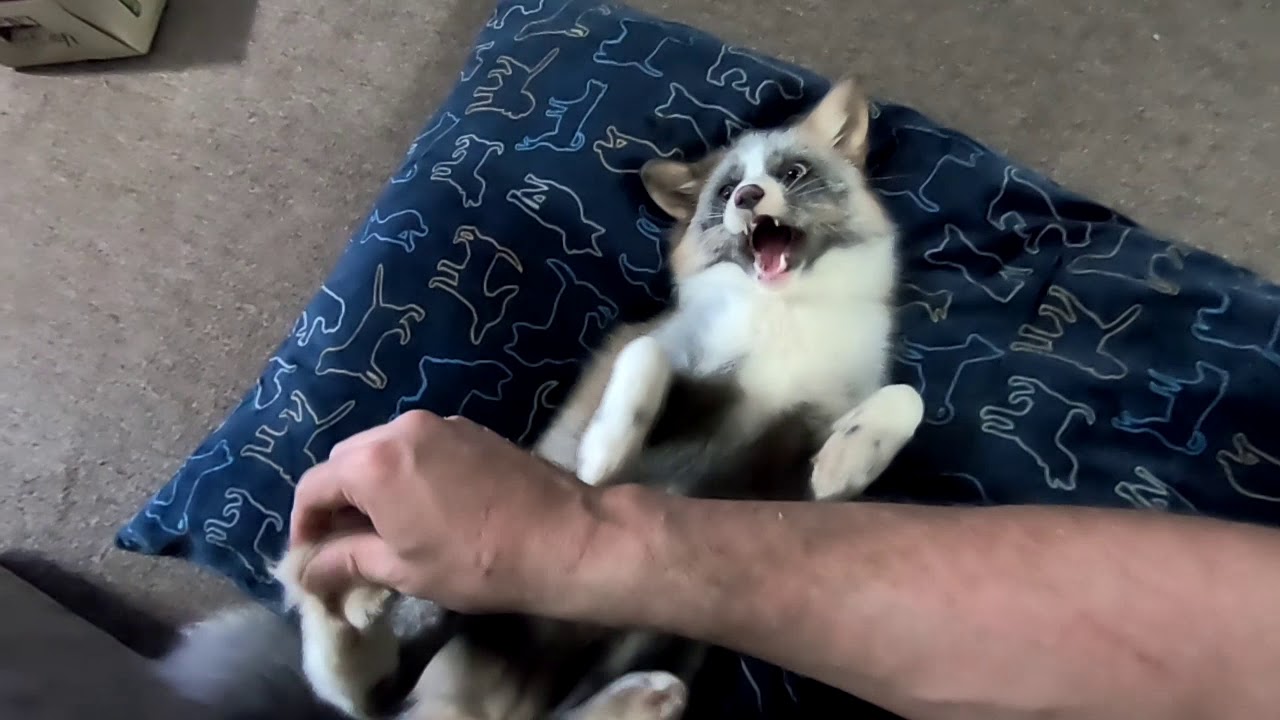 Pokemon attacks and makes noise