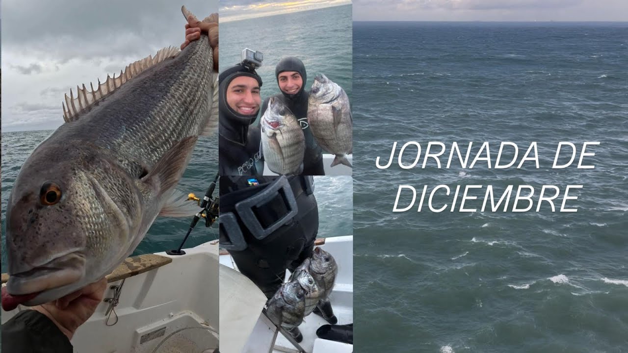 Sargos y dentón en DICIEMBRE. |PESCA SUBMARINA EN EL CANTABRICO 2025|