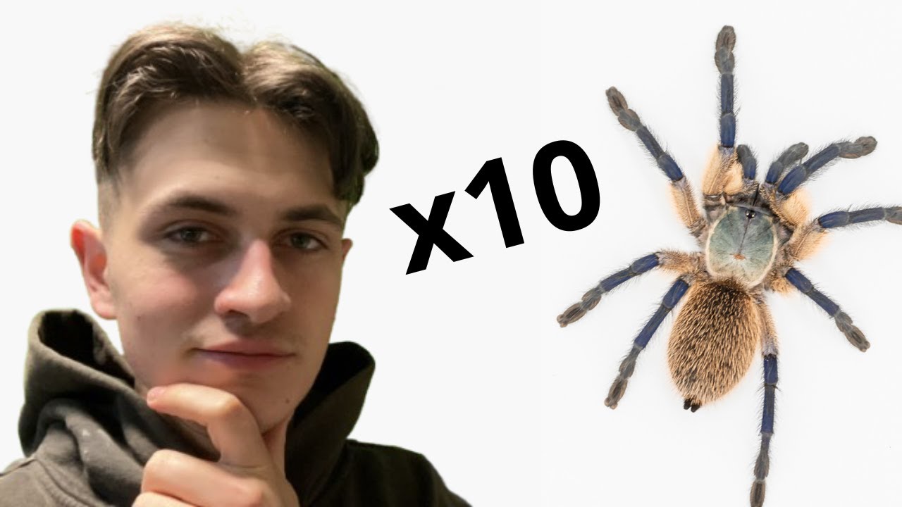 Samice Monocentropus balfouri dostały nowy DOM! |ARACHNOHOBBIA|