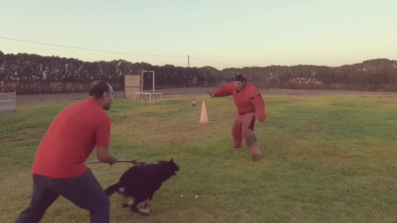 Ring français entraînement...