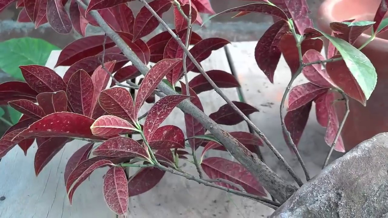 Excoecaria Bicolor Plant Care | Tropical Indoor Foliage Plant (Urdu/Hindi)
