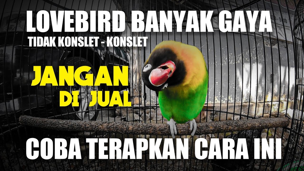 MENUJU KONSLET - LOVEBIRD BANYAK GAYA !! JANGAN DULU DI JUAL - COBA TERAPKAN CARA INI