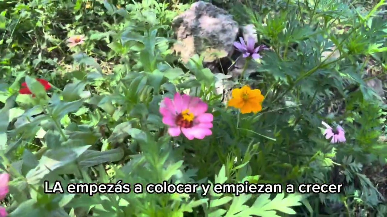 Buscas un jardín de flores de colores?