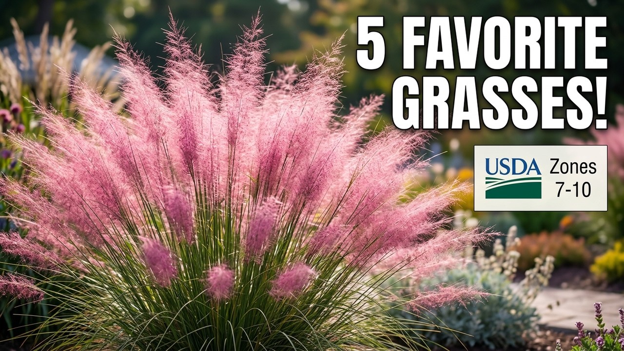 Doug's 5 Favorite Ornamental Grasses for Low-Maintenance & Drought-Tolerant Lawn Alternatives