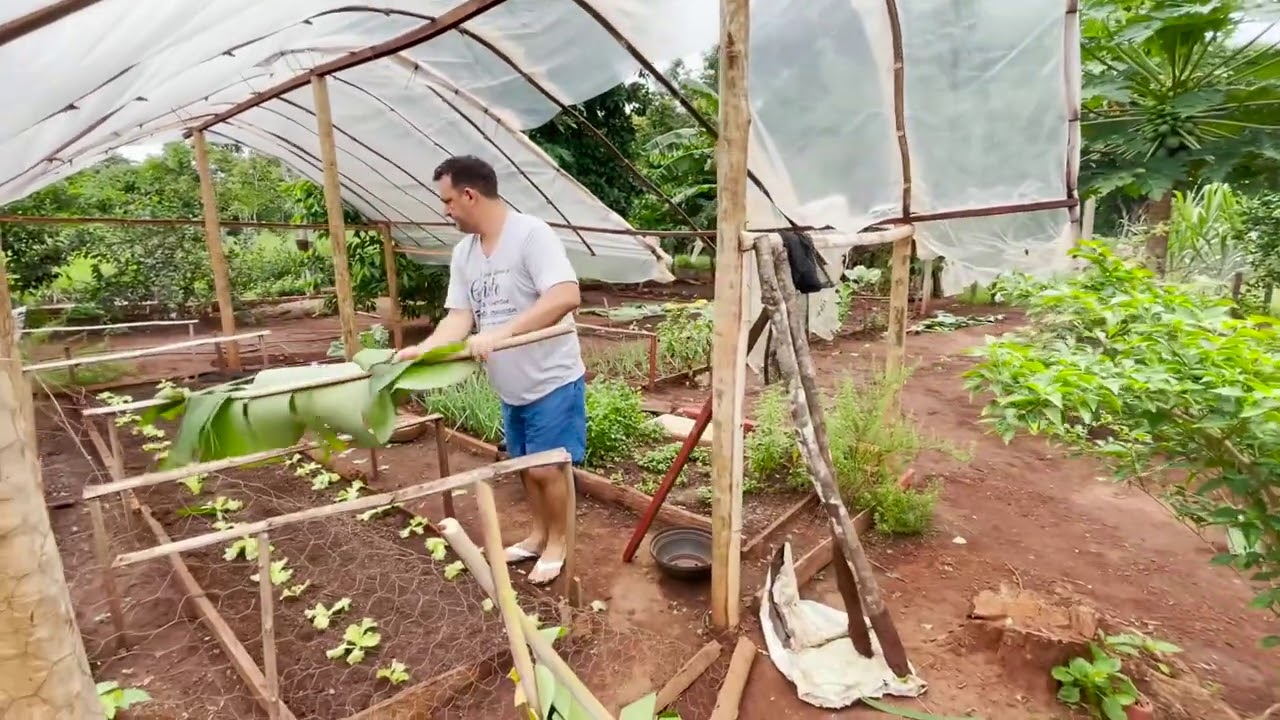 NOSSA HORTA ABENÇOADA NA ROÇA! MUITA FARTURA! DIA DE PLANTAR MAIS!  EDMILSON ADORNO