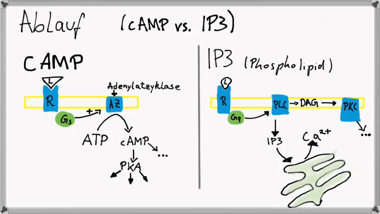 Biochemie 5 Hormone, Signalkaskade via IP3 vs. cAMP