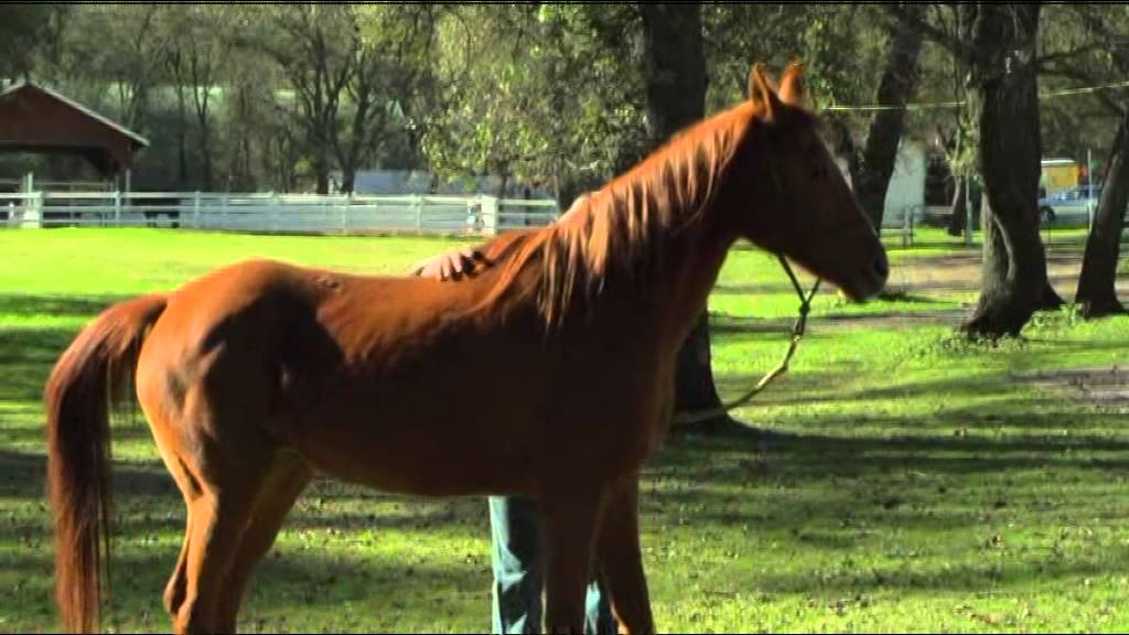 Melding With Equus DVD: Stomach Ulcers
