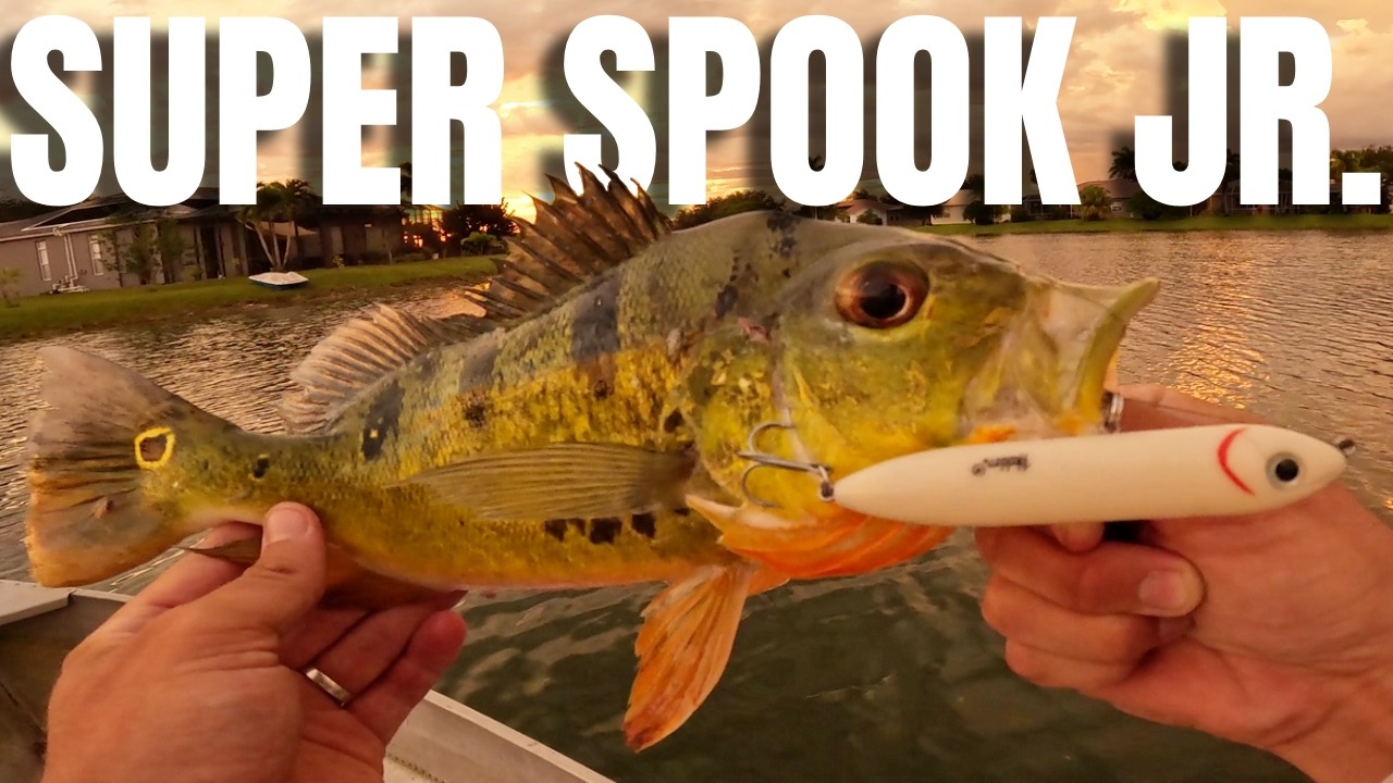 The BEST Topwater Fishing Lure (Heddon Super Spook Jr. Review)