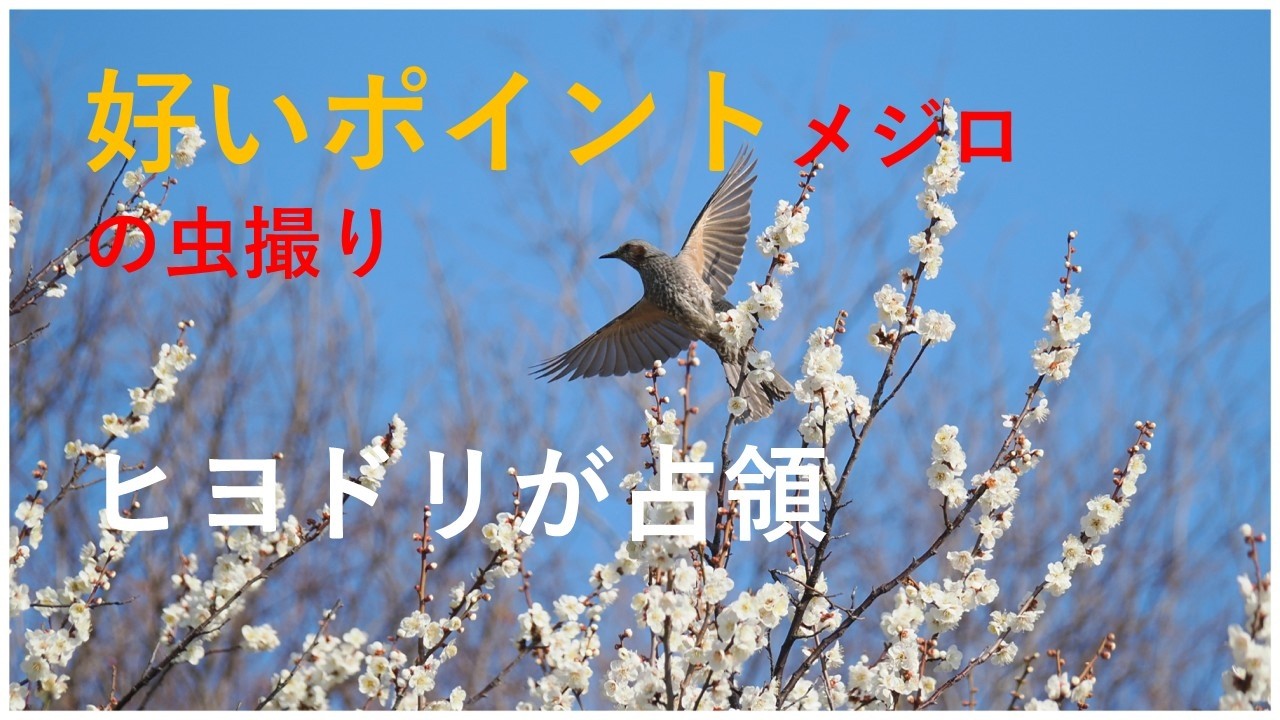 メジロがヒヨドリ大群に追い払われてしまいました
