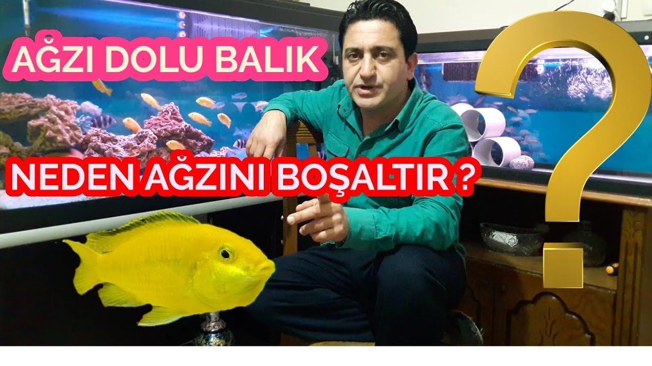 DAHA &Ccedil;OK YAVRU BALIK ALMA &Ouml;NERİSİ, akvaryum balıkları, ciklet balıkalrı, balık kusturma