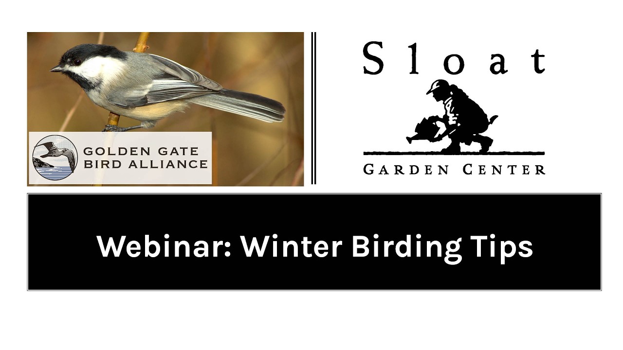 Webinar: Winter Birding Tips