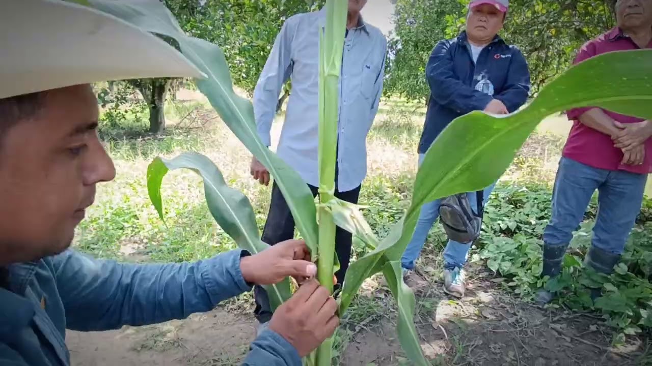 Una nutrición completa en Maíz 