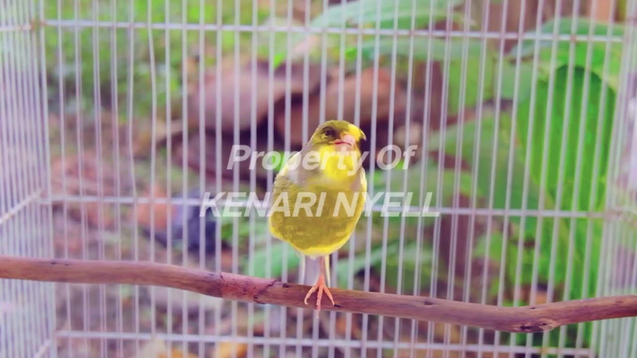 CUKUP 5 DETIK Kenari gacor panjang Cuit Cuit EMOSI Suara Pancingan KENARI PaUd Cepat BeLajar BUNYI