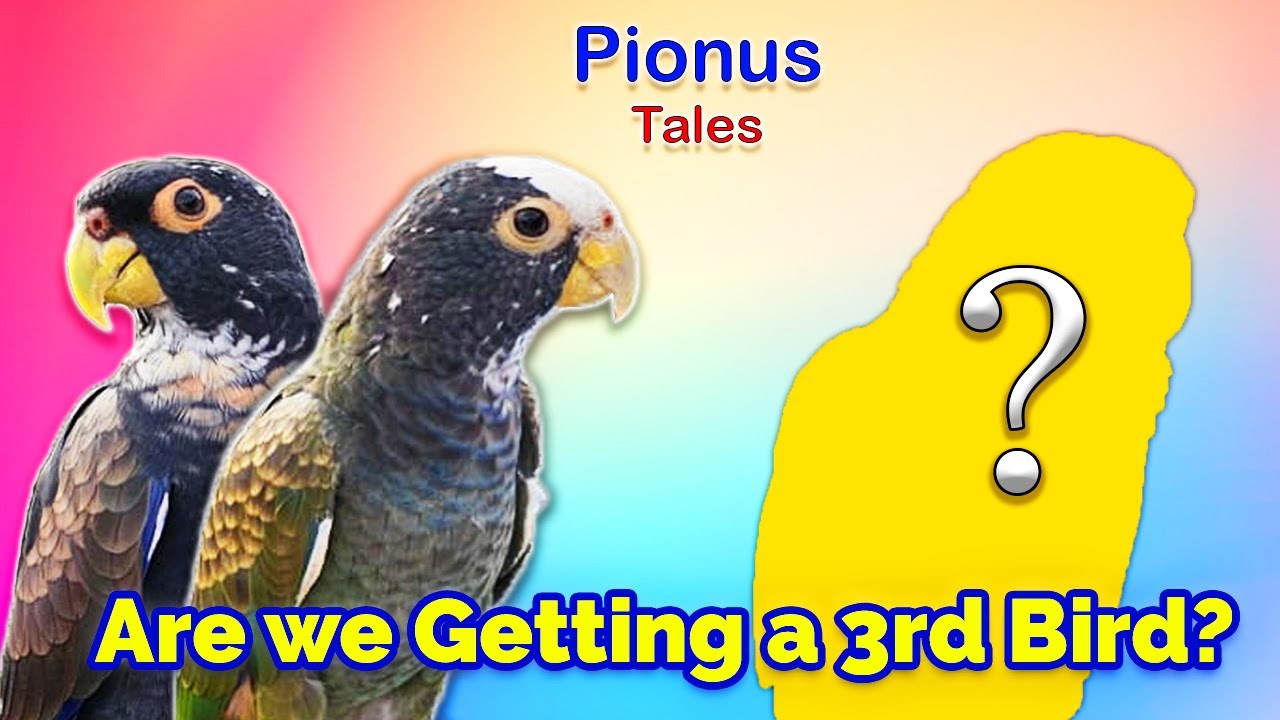 Pionus Parrot Q&A and Life Update