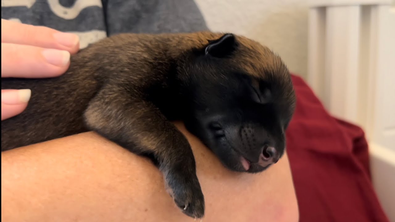 Puppy Finally Arrives, Singleton Litter #puppy #puppyvideos #doglife