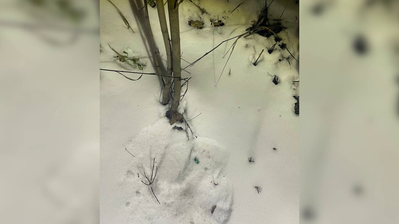 В подмосковном посёлке Тучково полицейскими задержан 22-летний сбытчик героина