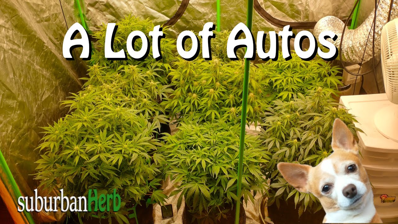 Do we have too many autos? Nugsmasher OG squish! Multi-plant grow under the Viparspectra ks3000.