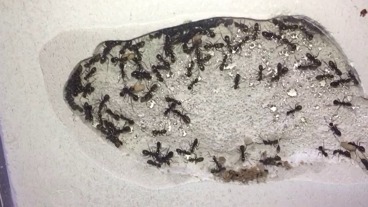 Own made formicarium in ytong for formica fusca
