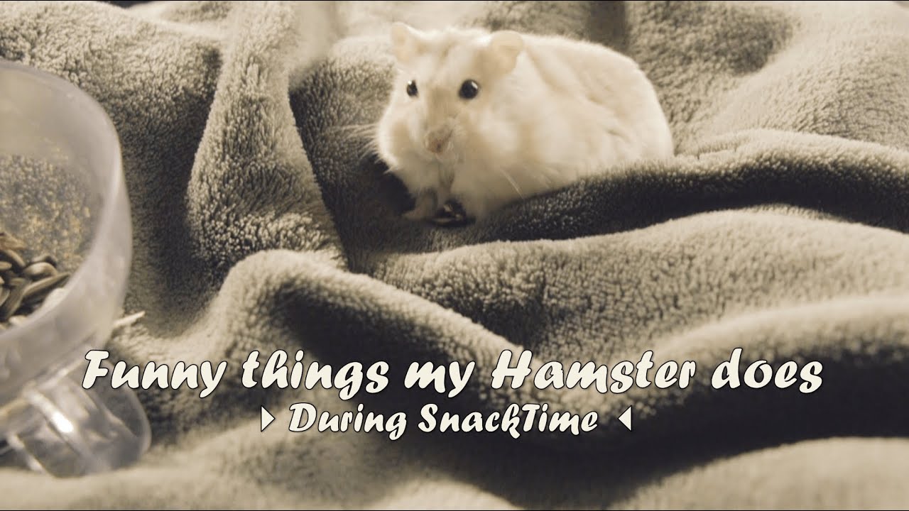 Funny Things My Hamster Does ⪩ &bull;⩊&bull; ⪨