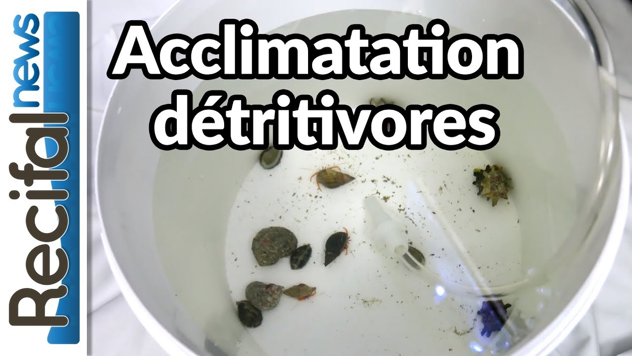 [VLOG#6] Sébastien : comment acclimater des détritivores