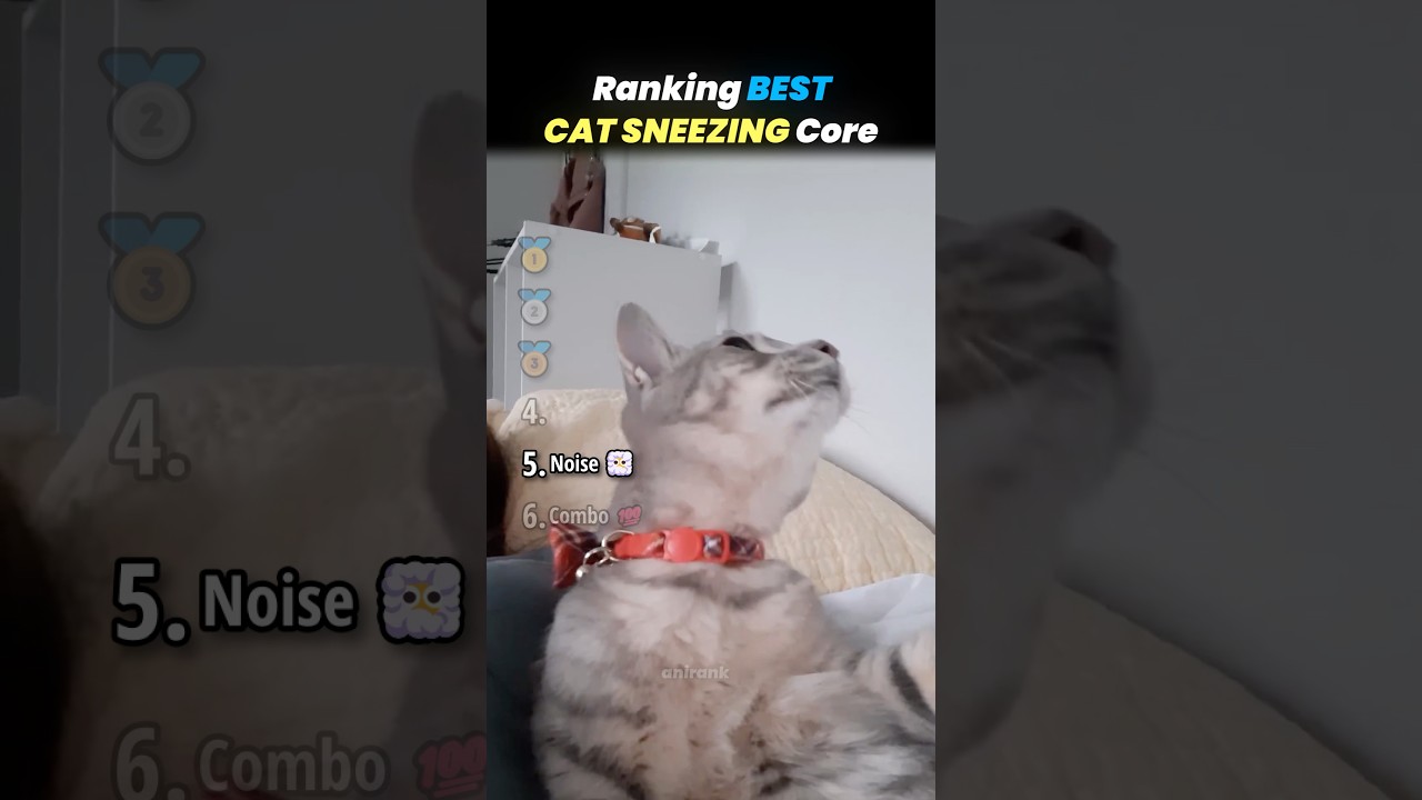 Рейтинг ЛУЧШИХ моментов с чихающими котами!! 🐱🤧