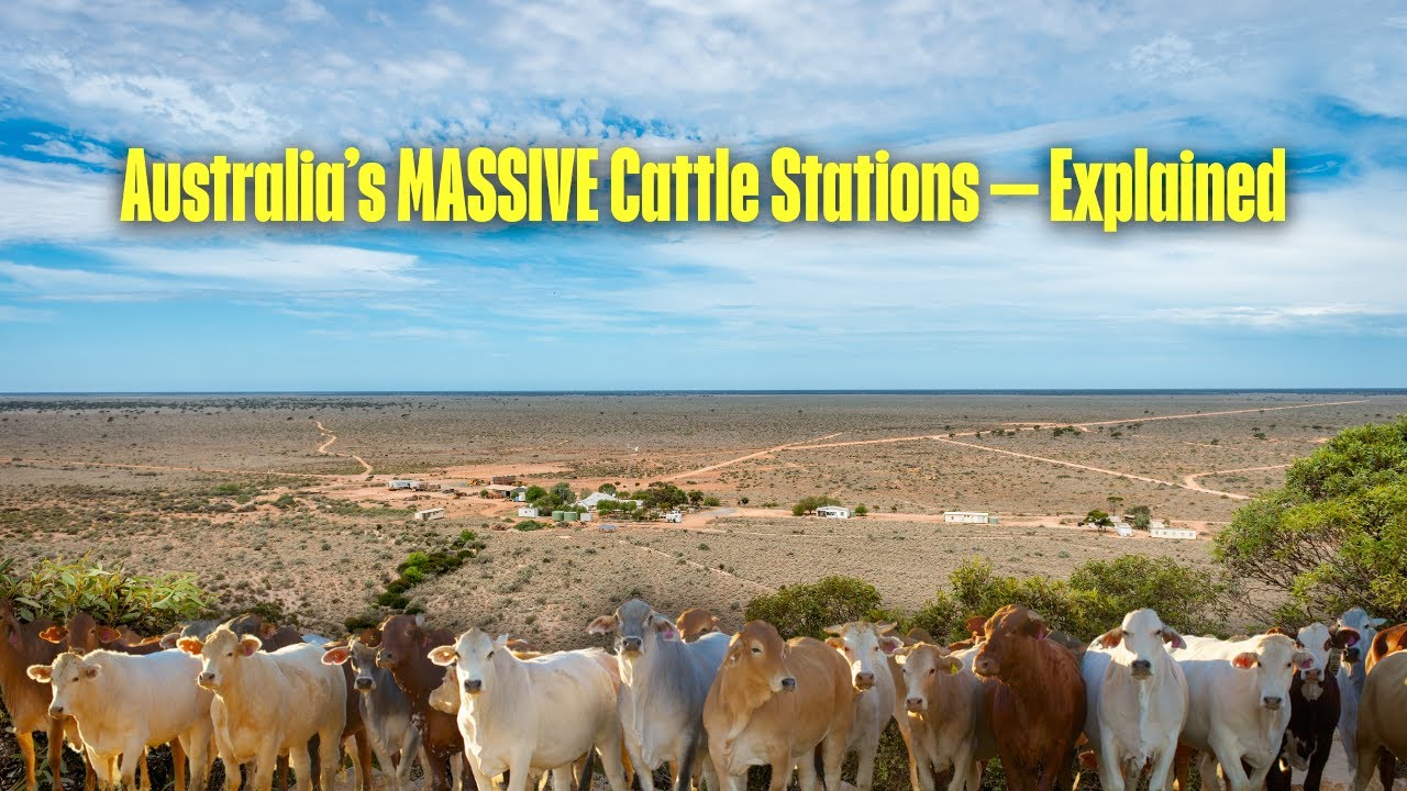 Why Australia’s Cattle Farms Are Bigger Than European Countries