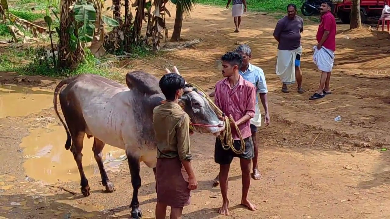 Live today Bull race இன்று நேர்காணல் 🦬🦬