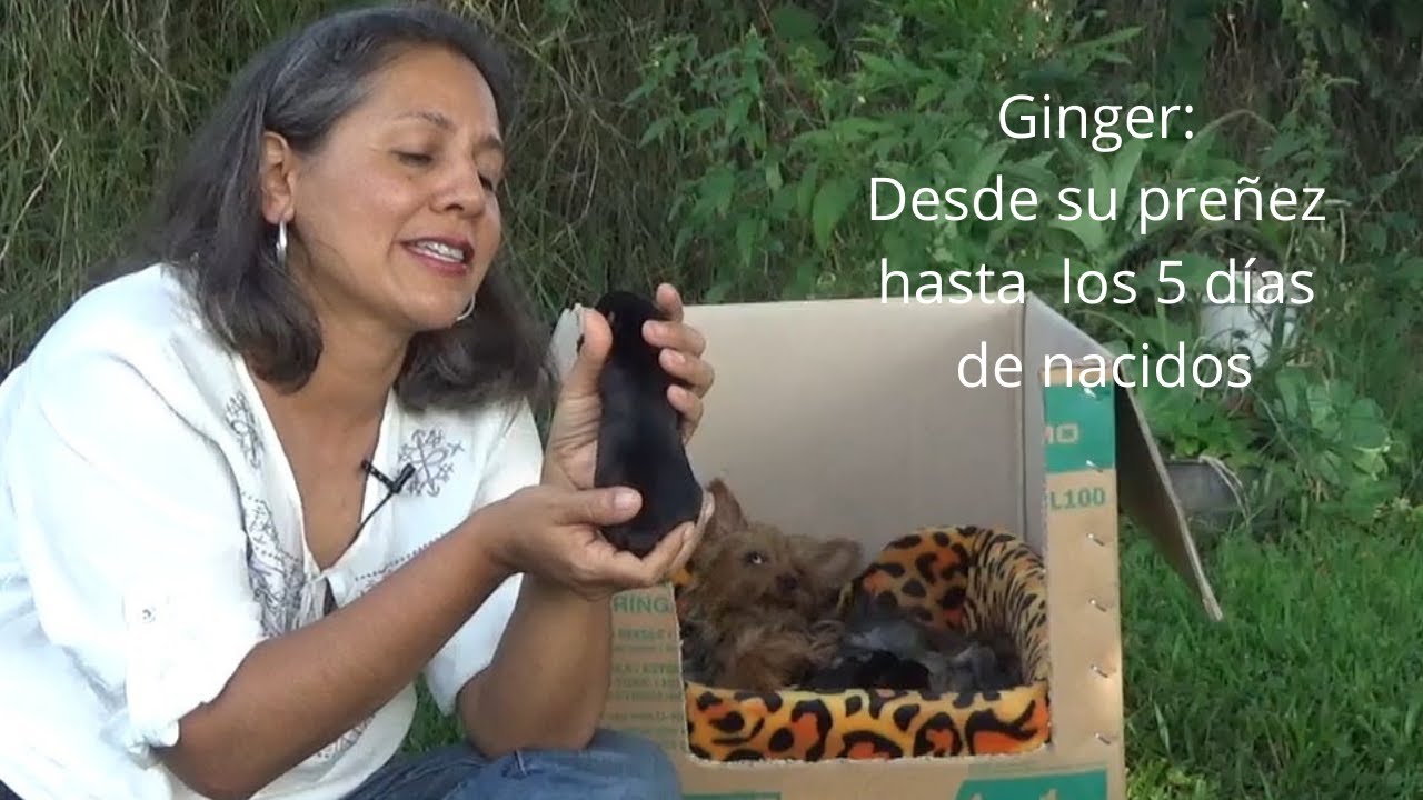 Proceso de Parto en perrita yorkshire
