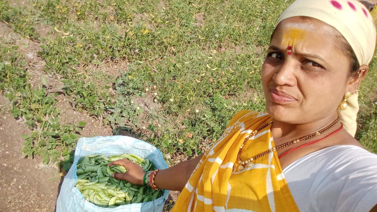 ಮೊದಲ ಸಾರಿ ಹೊಲದಲ್ಲಿ ಮಾಡಿದ  ಬೆಳೆ ತುಂಬಾ ಚೆನ್ನಾಗಿ ಬಂದಿದೆ  ಬೆಳೆ ನೊಡಿ ತುಂಬಾ ಖುಷಿಯಾಯಿತು 🥰 ಅಣ್ಣ-ತಂಗಿ Vlogs 