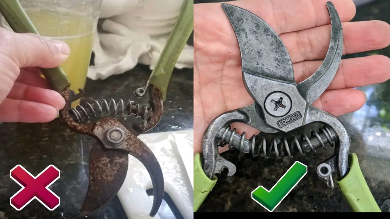 Tips para limpiar y eliminar el óxido en tus tijeras de podar ✂️🌱🌳.