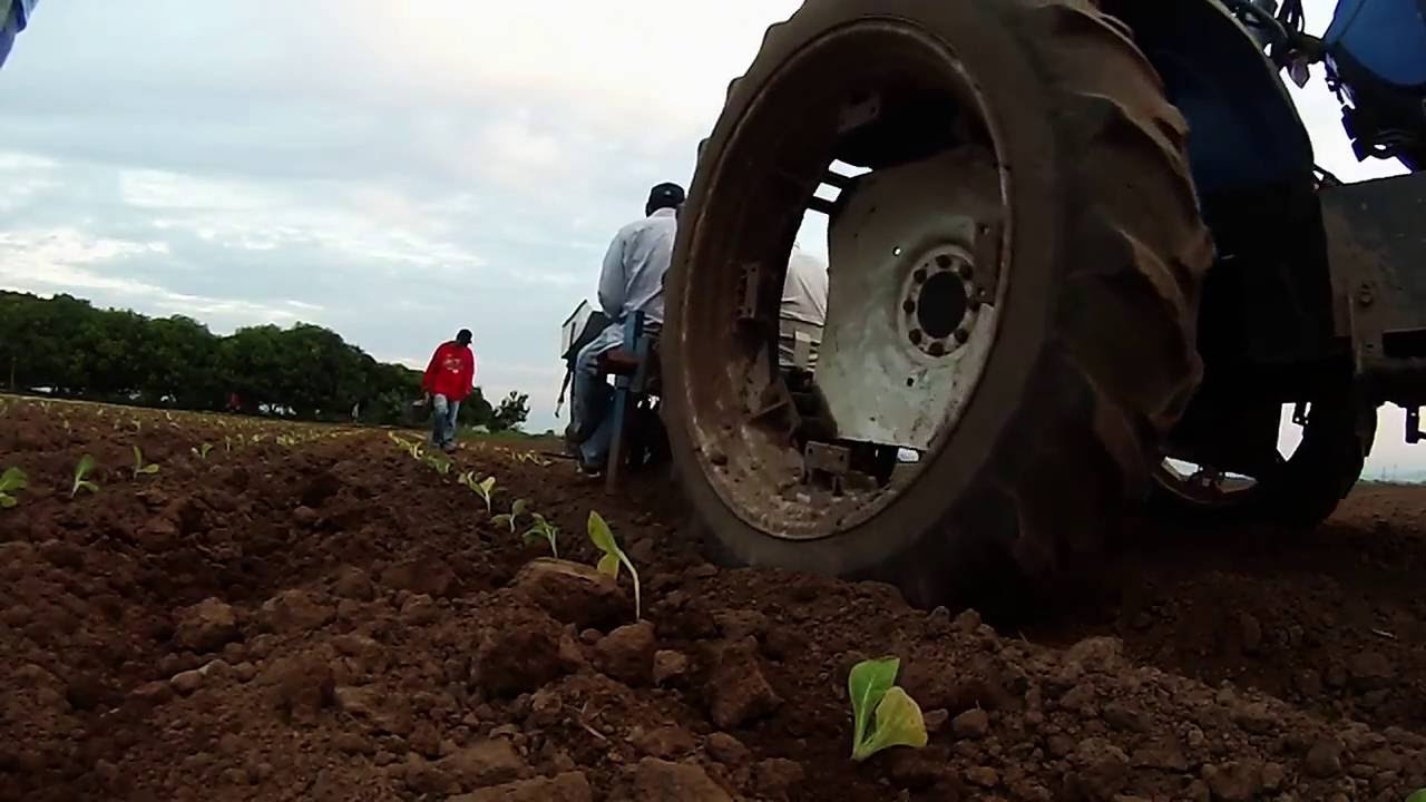Plantacion o  Transplante de  Tabaco burley en el estado de Nayarit