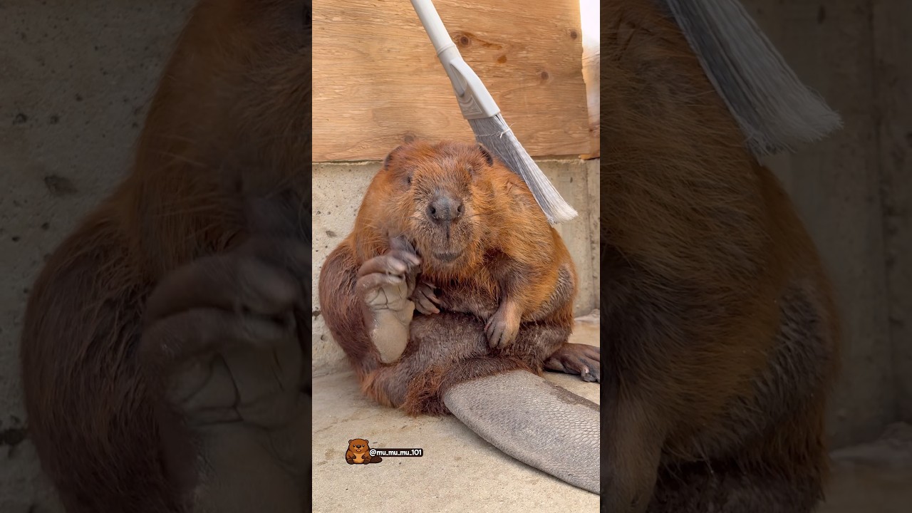 きよちゃんのお気に入りの場所✨️ Kiyo&rsquo;s favorite spot ✨️ #アメリカビーバー #ビーバー #beaver #cuteanimals #かわいい動物 #animalshorts