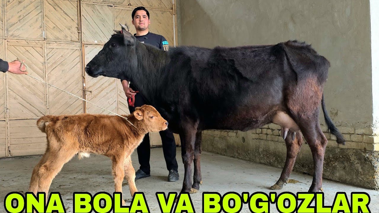 Diyorbek ukamizdan yangi partiya ona bola sigirlar va yetuk bo‘g‘ozlar 7-mart, 2026