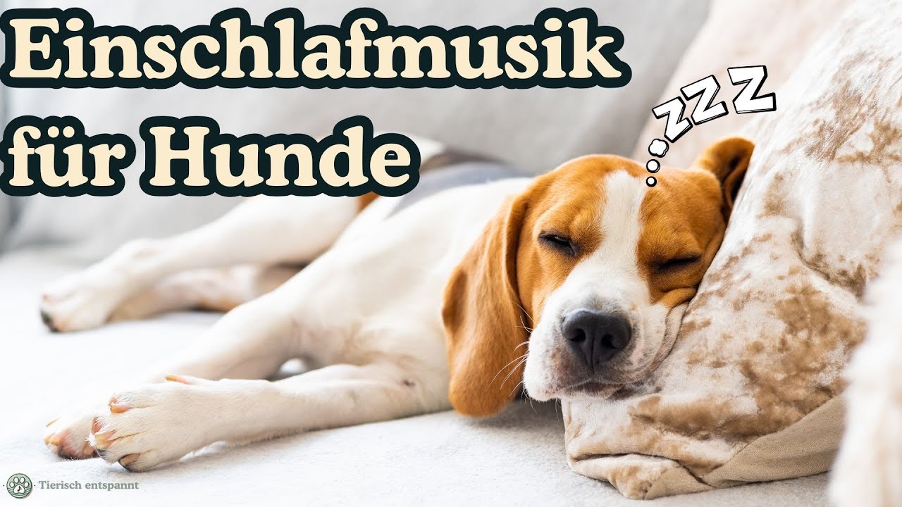 4 Stunden Schlafmusik für Hunde | Einschlafmusik | Dösen & Einschlafen für Hunde | Beruhigungsmusik