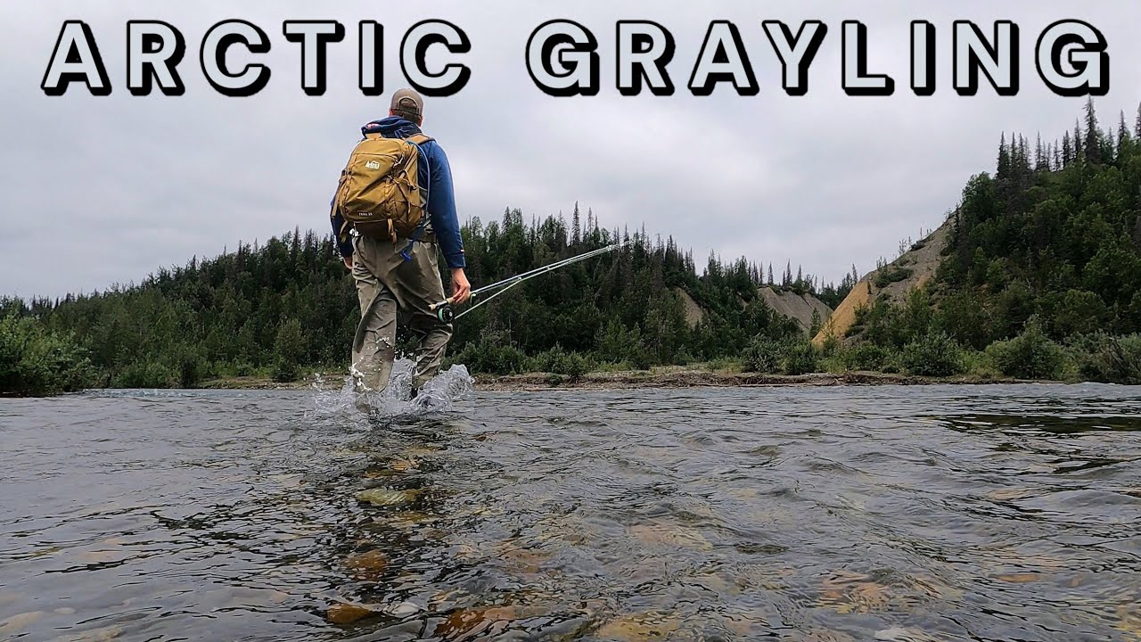 Fly Fishing for ARCTIC GRAYLING in Alaska!