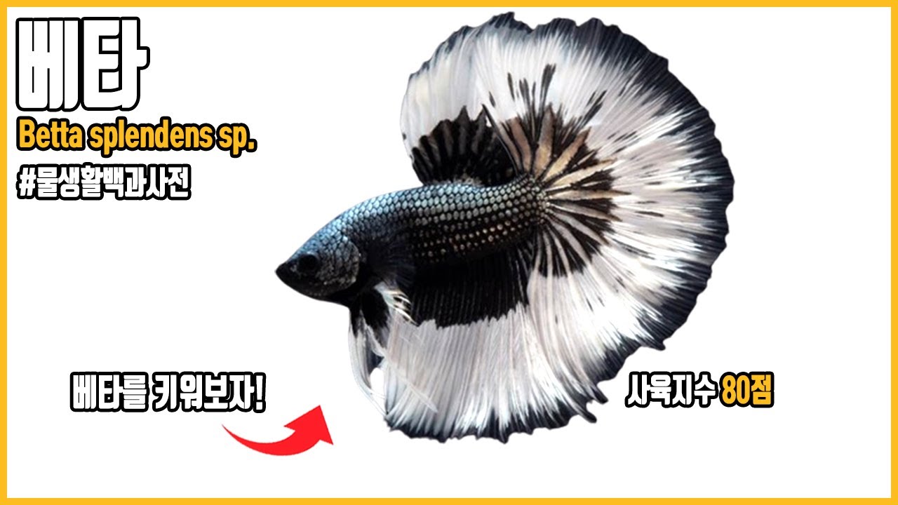 베타 키우기, 초보분들은 이 영상을 꼭 확인하세요! [#물생활백과사전]